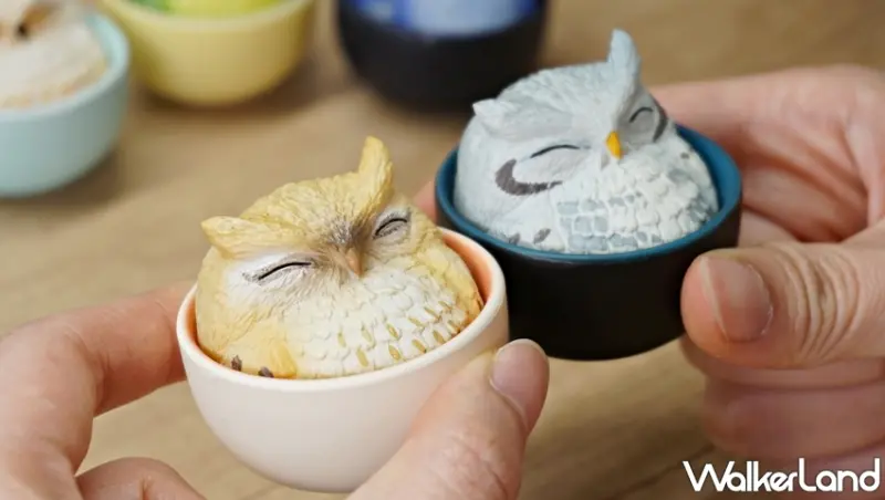 杯中生物 / WalkerLand窩客島提供 未經許可，不得轉載