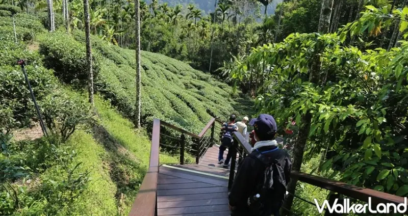阿里山景點 / WalkerLand窩客島整理提供 未經許可不可轉載