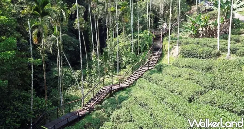 阿里山景點 / WalkerLand窩客島整理提供 未經許可不可轉載