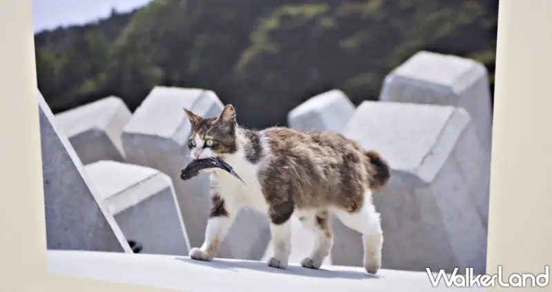 日本福貓展 / WalkerLand窩客島提供 未經許可，不得轉載