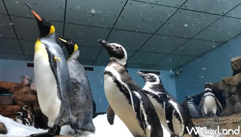 Xpark / WalkerLand窩客島提供 未經許可，不得轉載