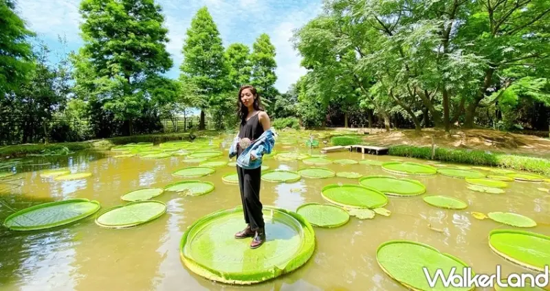 桃園觀音「2020桃園蓮花季」 / WalkerLand窩客島整理提供 未經許可不可轉載