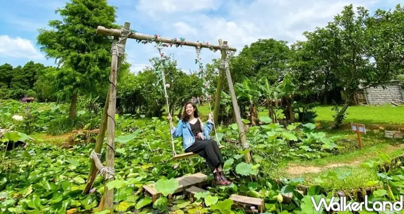 桃園觀音「2020桃園蓮花季」 / WalkerLand窩客島整理提供 未經許可不可轉載