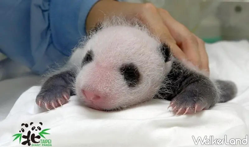 臺北市立動物園