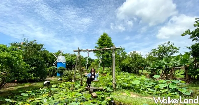 桃園觀音「2020桃園蓮花季」 / WalkerLand窩客島整理提供 未經許可不可轉載