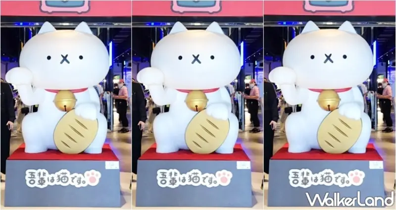 ​​反應過激的貓快閃  / WalkerLand窩客島整理提供 未經許可，不得轉載