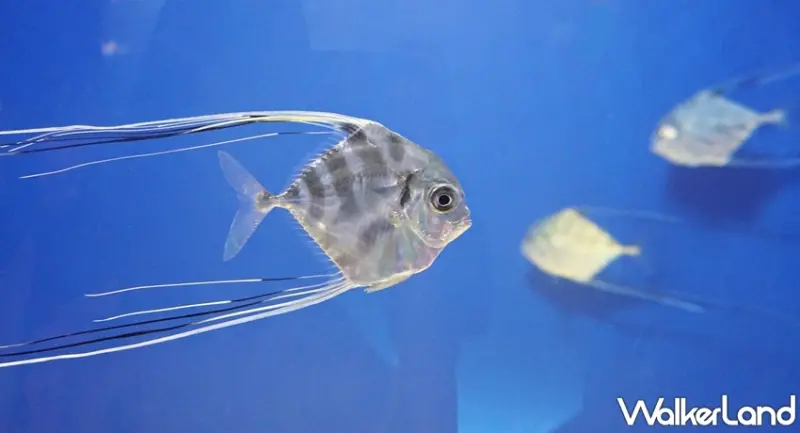 Xpark / WalkerLand窩客島提供 未經許可，不得轉載