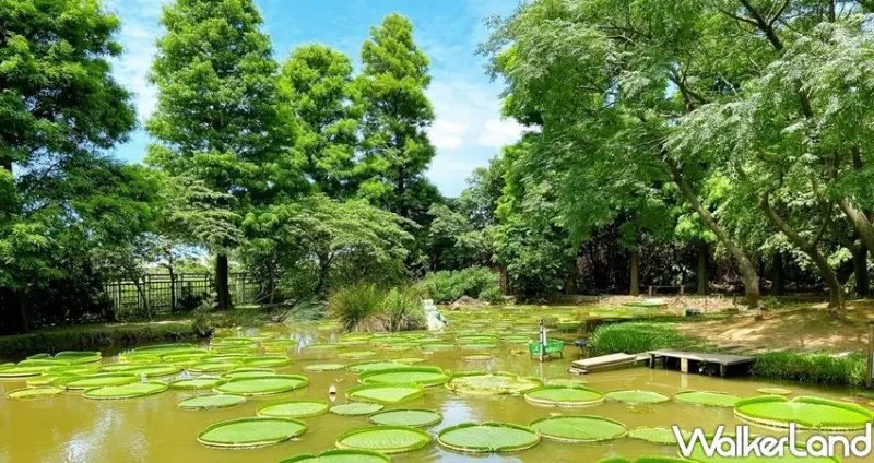 桃園觀音「2020桃園蓮花季」 / WalkerLand窩客島整理提供 未經許可不可轉載