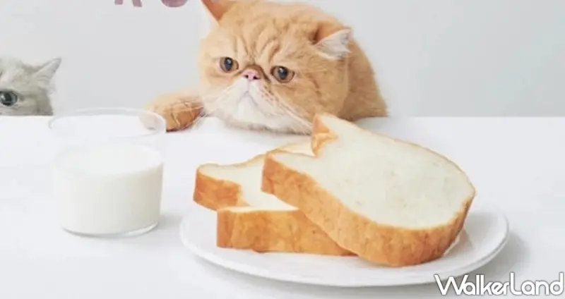 貓咪生吐司專賣店「NEKO NEKO SHOKUPAN」 / WalkerLand窩客島整理提供 未經許可不可轉載