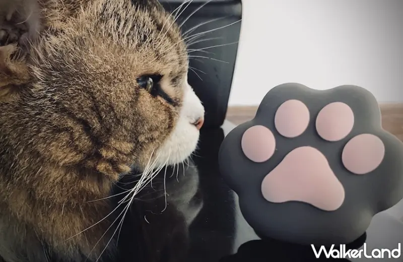 / WalkerLand窩客島提供 未經許可，不得轉載悠遊卡 