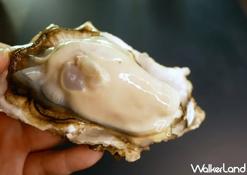 三陸灣生蠔活動 / WalkerLand窩客島整理提供 未經許可，不得轉載