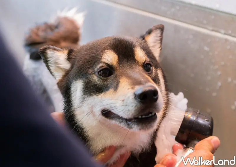 三創生活園區 猛虎下山 / WalkerLand窩客島整理提供 未經許可不可轉載