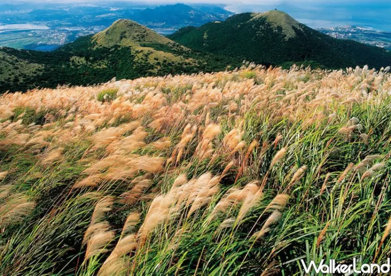 陽明山芒花季 / WalkerLand窩客島整理提供 未經許可不可轉載