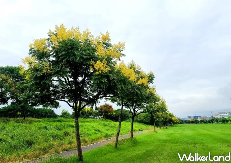 新北大漢溪「台灣欒樹黃金雨」/ WalkerLand窩客島整理提供 未經許可不可轉載
