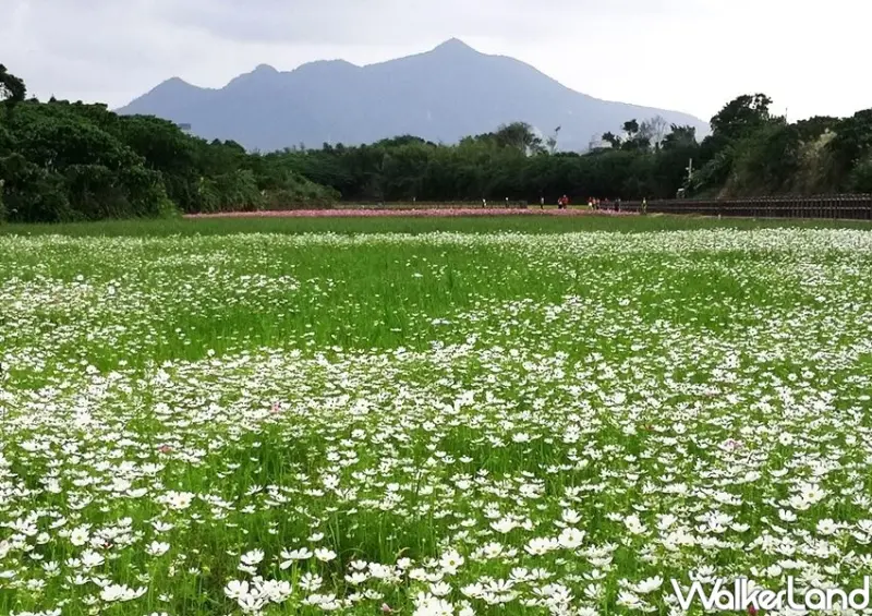 「關渡秘境花海」 / WalkerLand窩客島整理提供 未經許可不可轉載