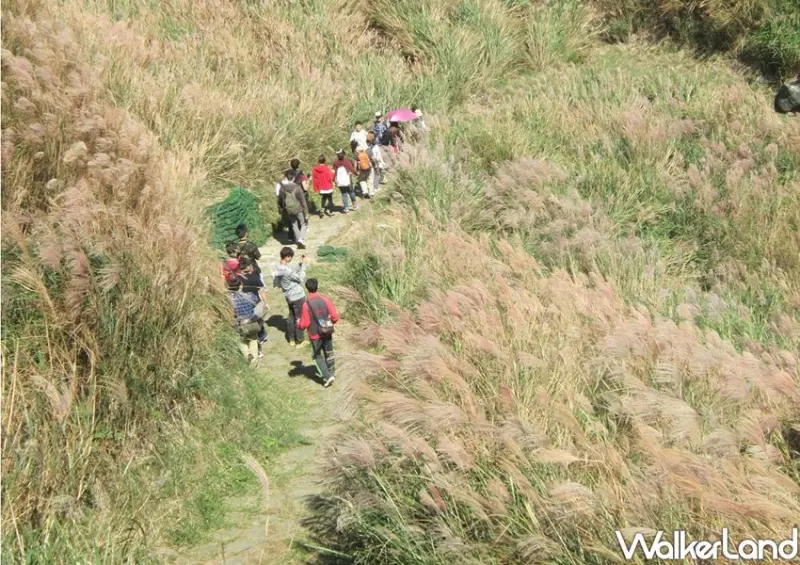 陽明山芒花季 / WalkerLand窩客島整理提供 未經許可不可轉載