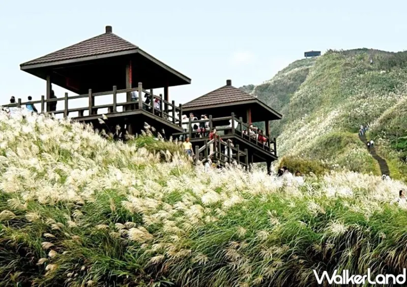 新北景點 草嶺古道芒花季 / WalkerLand窩客島整理提供 未經許可不可轉載