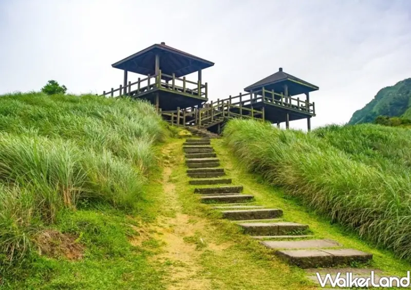 新北景點 草嶺古道芒花季 / WalkerLand窩客島整理提供 未經許可不可轉載