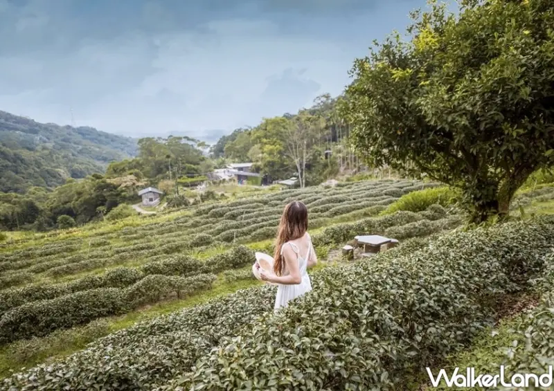 台北貓空景點 / WalkerLand窩客島整理提供 未經許可不可轉載