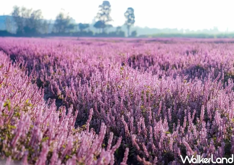 2020桃園仙草花節「微見仙境」 / WalkerLand窩客島整理提供 未經許可不可轉載
