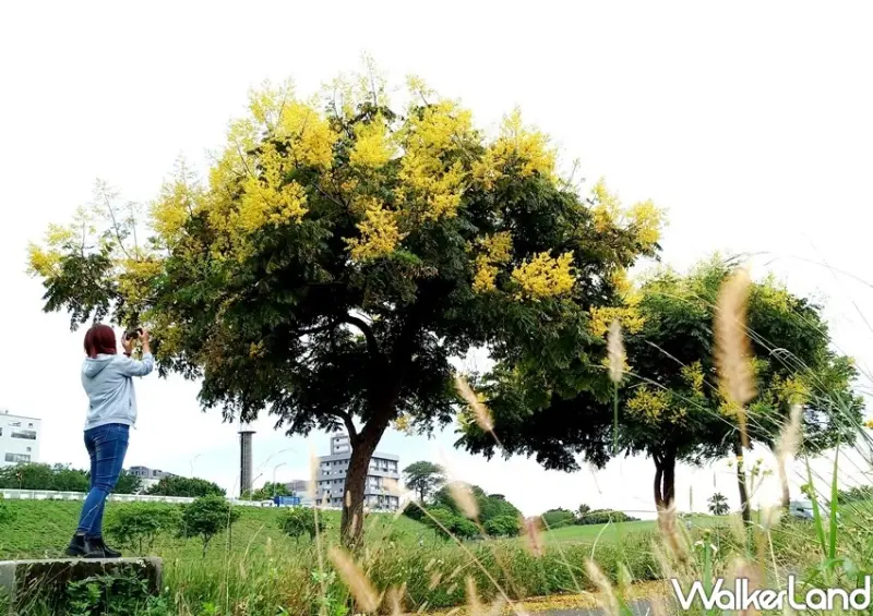 新北大漢溪「台灣欒樹黃金雨」/ WalkerLand窩客島整理提供 未經許可不可轉載