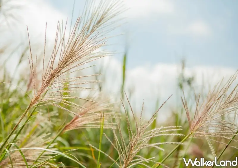 陽明山芒花季 / WalkerLand窩客島整理提供 未經許可不可轉載