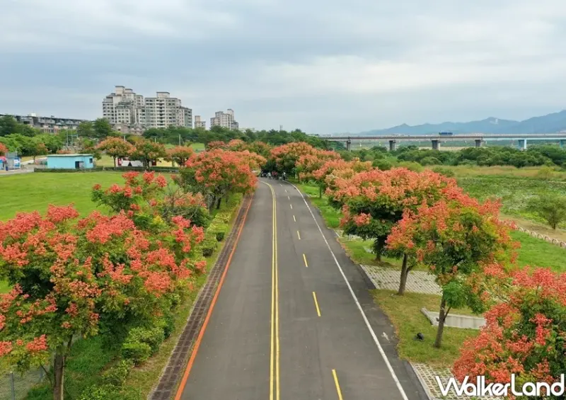 新北大漢溪「台灣欒樹黃金雨」/ WalkerLand窩客島整理提供 未經許可不可轉載