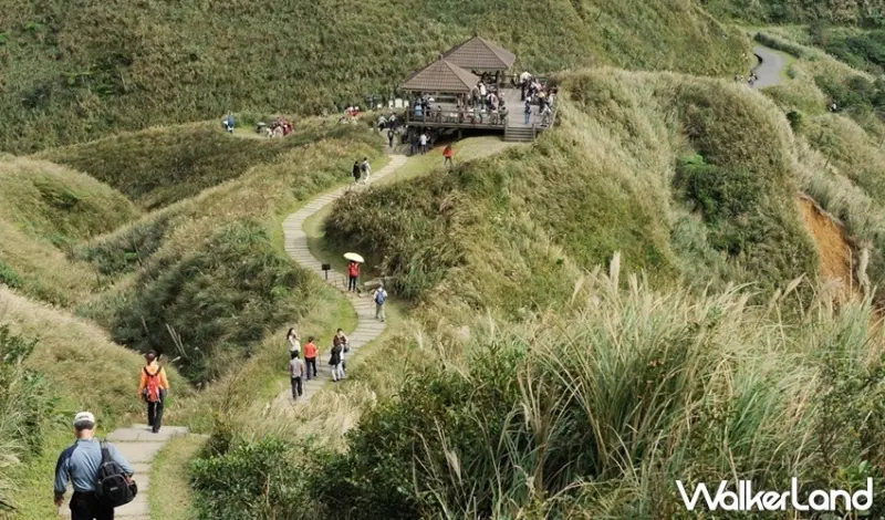 新北景點 草嶺古道芒花季 / WalkerLand窩客島整理提供 未經許可不可轉載