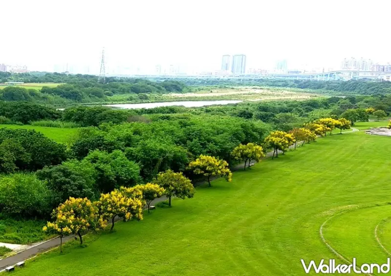 新北大漢溪「台灣欒樹黃金雨」/ WalkerLand窩客島整理提供 未經許可不可轉載