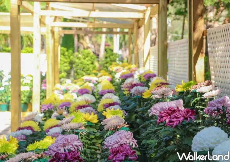 布丁狗、2020士林官邸菊展 / WalkerLand窩客島整理提供 未經許可不可轉載