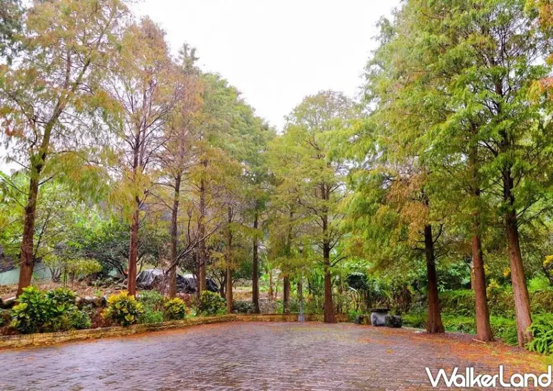 南港落羽松秘境「麗山農民廣場」 / WalkerLand窩客島整理提供 未經許可不可轉載