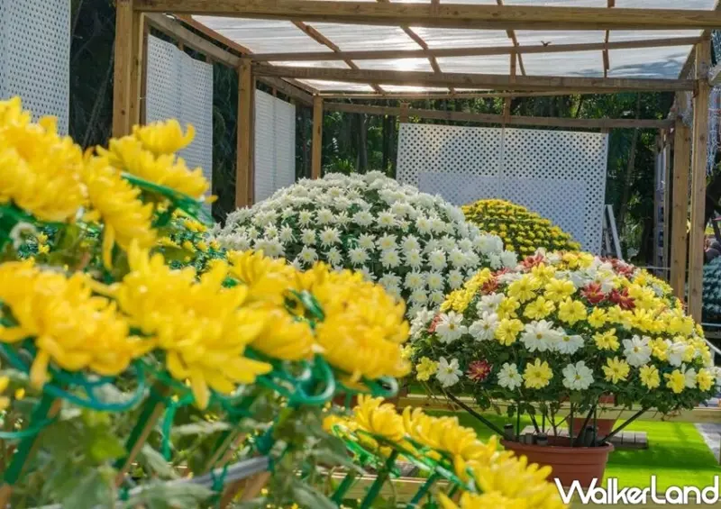 2020士林官邸菊展、布丁狗 / WalkerLand窩客島整理提供 未經許可不可轉載