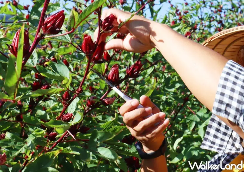 鐵路便當節 / WalkerLand窩客島提供 未經許可，不得轉載
