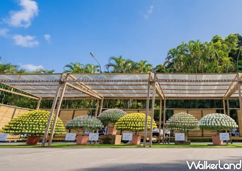 布丁狗、2020士林官邸菊展 / WalkerLand窩客島整理提供 未經許可不可轉載