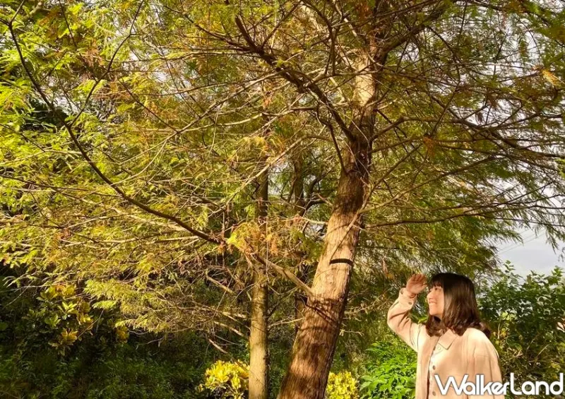 南港落羽松秘境「麗山農民廣場」 / WalkerLand窩客島整理提供 未經許可不可轉載