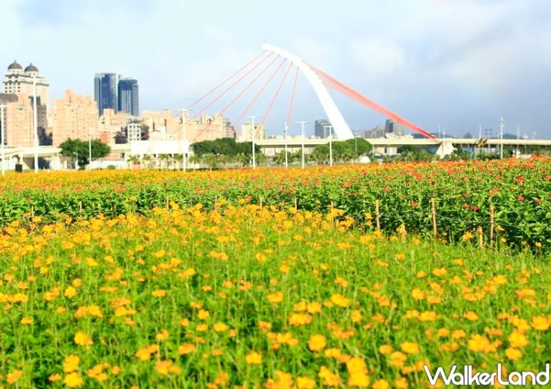 大佳河濱公園花海 / WalkerLand窩客島整理提供 未經許可不可轉載