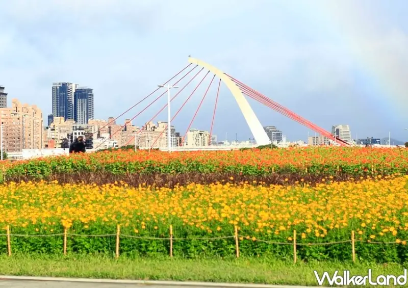 大佳河濱公園花海 / WalkerLand窩客島整理提供 未經許可不可轉載