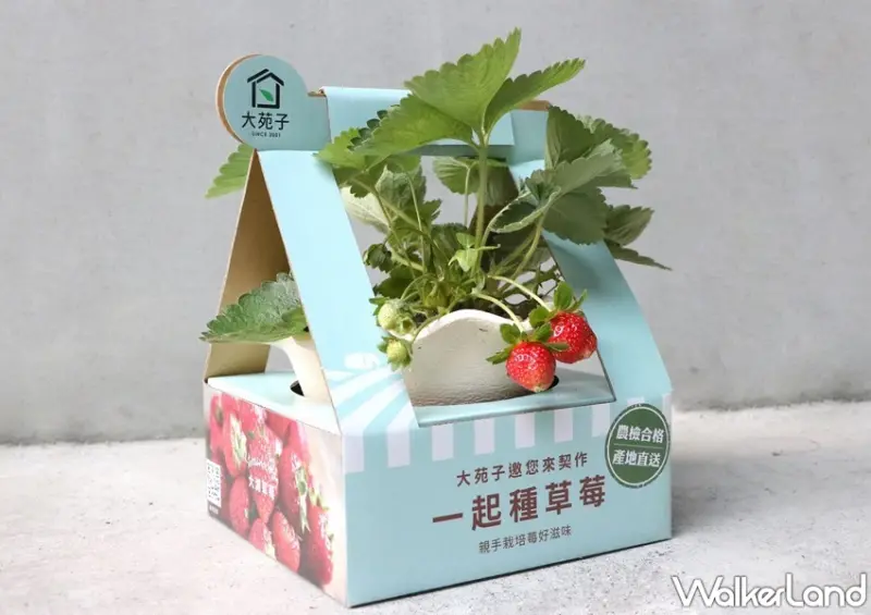 大苑子市府夢想店限定新品 / WalkerLand窩客島整理提供 未經許可，不得轉載