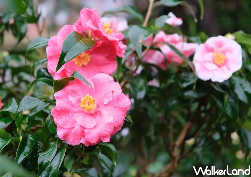 陽明山「臺北茶花展」 / WalkerLand窩客島整理提供 未經許可不可轉載