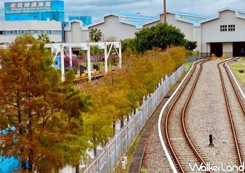 北投復興崗落羽松 / WalkerLand窩客島整理提供 未經許可不可轉載