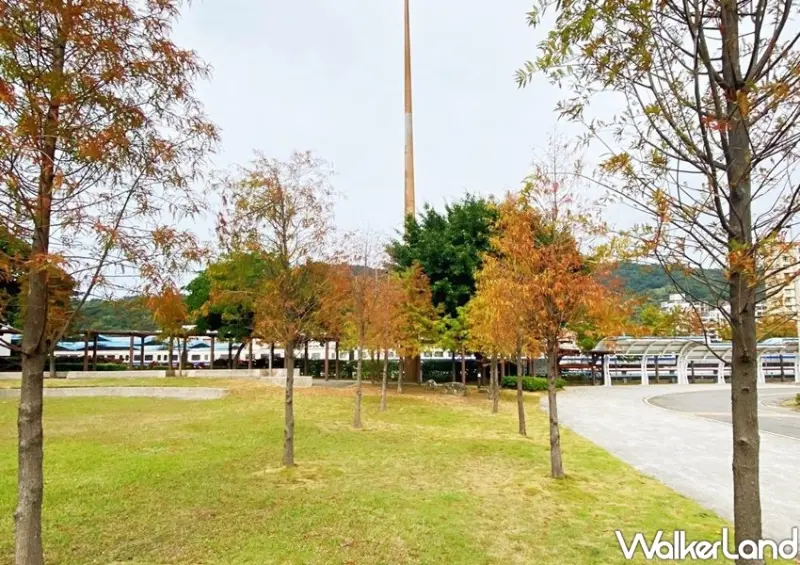 北投復興崗落羽松 / WalkerLand窩客島整理提供 未經許可不可轉載