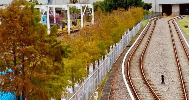 搭捷運衝落羽松秘境！台北人解憂之旅「北投落羽松秘境」出站就到，3間「北投復興崗站美食」一日遊行程懶人包先收藏。