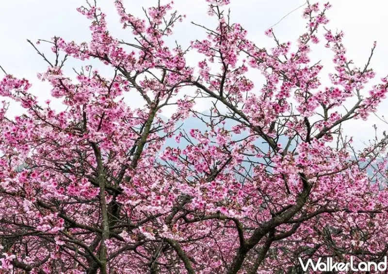 台北櫻花巷平菁街42巷、士林櫻花 / WalkerLand窩客島整理提供 未經許可不可轉載