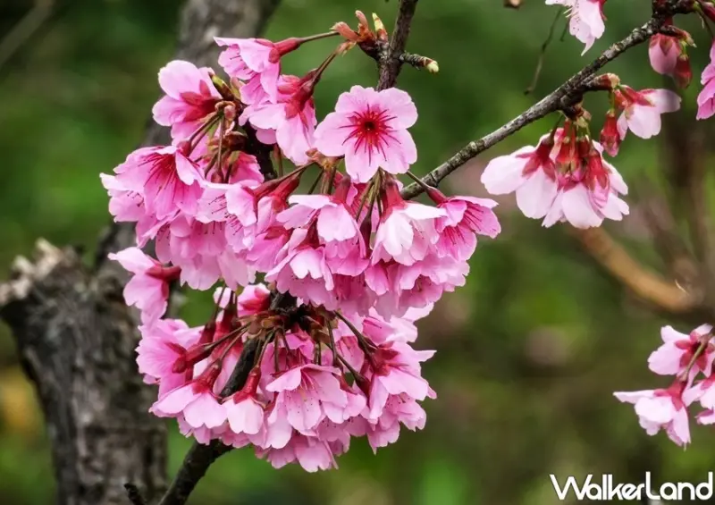 台北櫻花巷平菁街42巷、士林櫻花 / WalkerLand窩客島整理提供 未經許可不可轉載