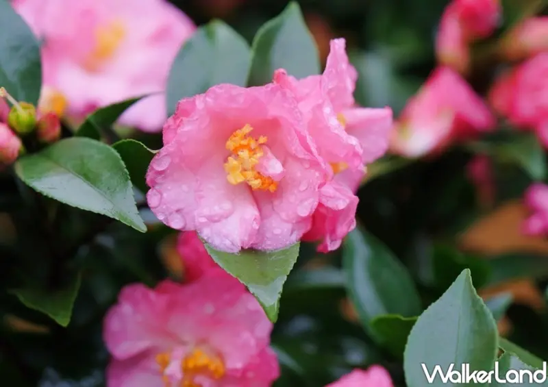 陽明山「臺北茶花展」 / WalkerLand窩客島整理提供 未經許可不可轉載