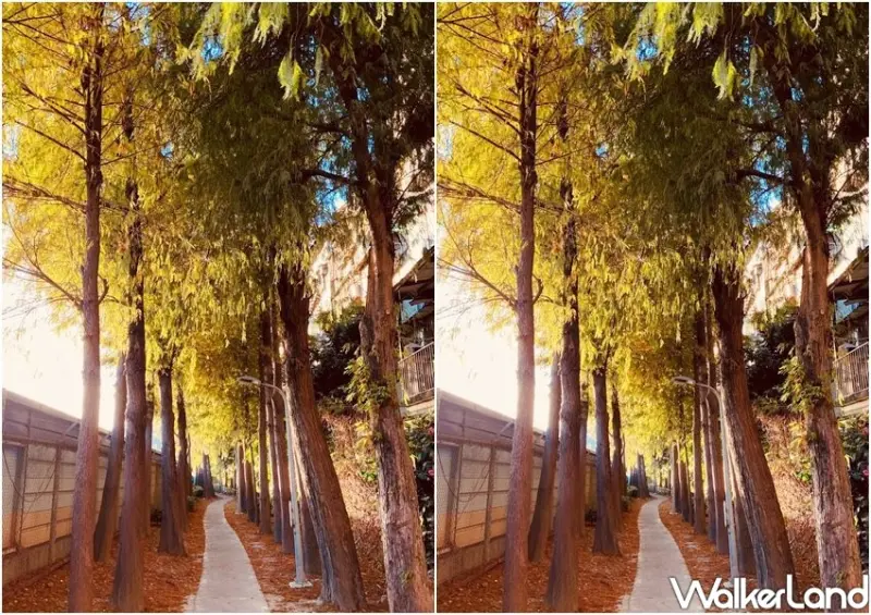 北投復興崗落羽松 / WalkerLand窩客島整理提供 未經許可不可轉載