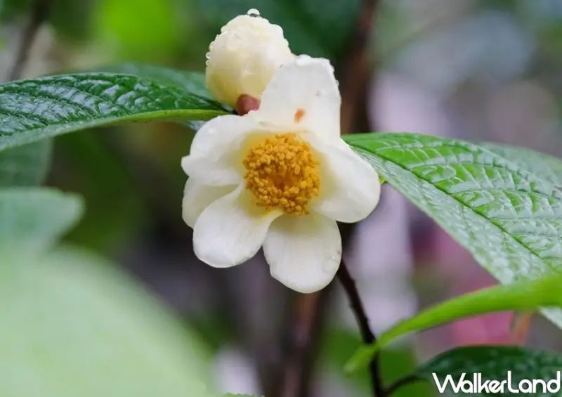 陽明山「臺北茶花展」 / WalkerLand窩客島整理提供 未經許可不可轉載