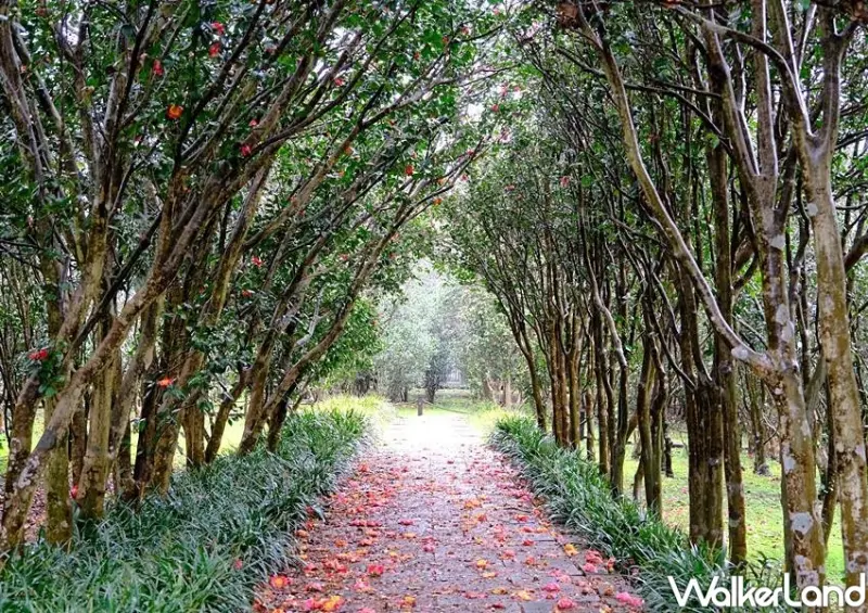 陽明山「臺北茶花展」 / WalkerLand窩客島整理提供 未經許可不可轉載