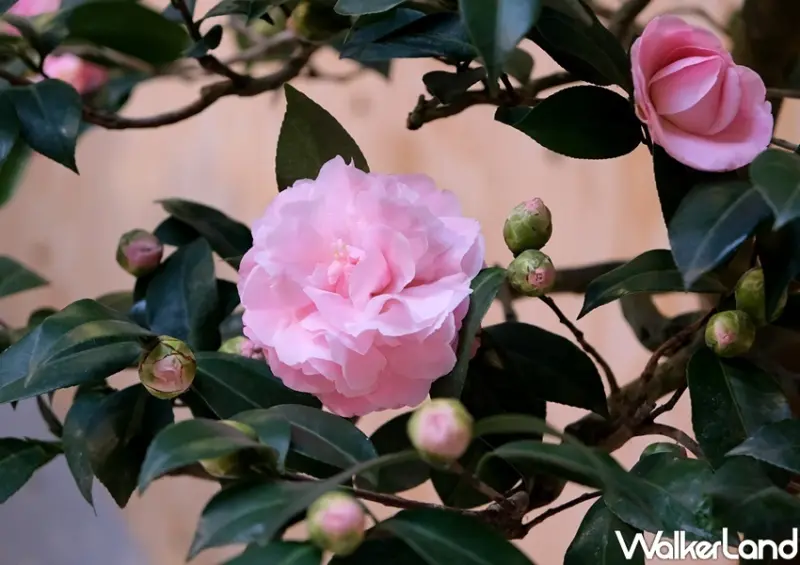 陽明山「臺北茶花展」 / WalkerLand窩客島整理提供 未經許可不可轉載