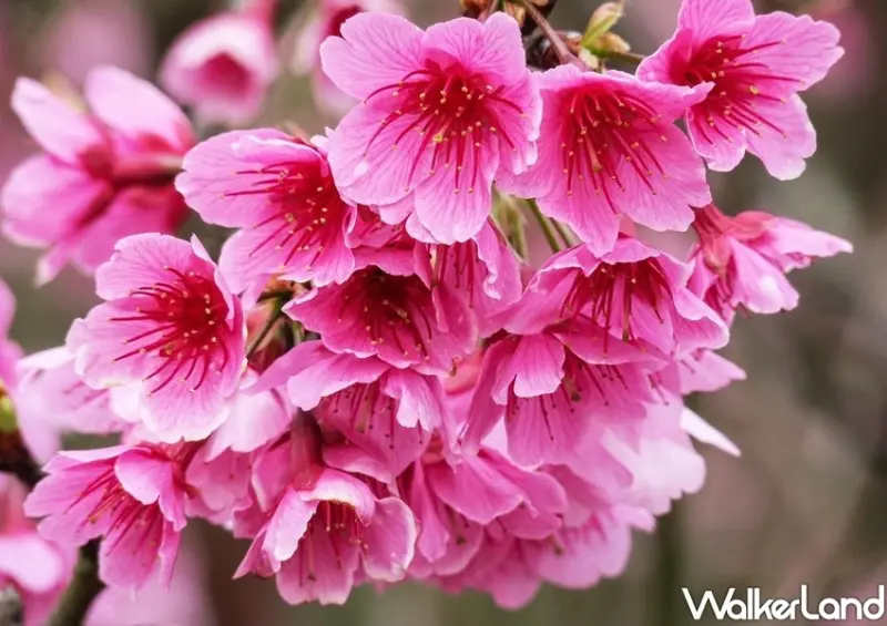 台北櫻花巷平菁街42巷、士林櫻花 / WalkerLand窩客島整理提供 未經許可不可轉載